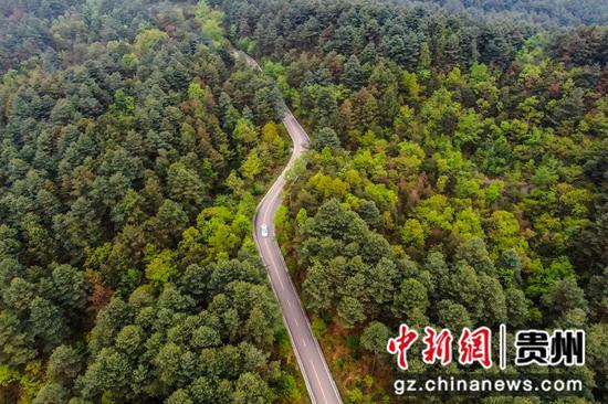 杨家湾镇拱拢坪森林公园 七星关区融媒体供图