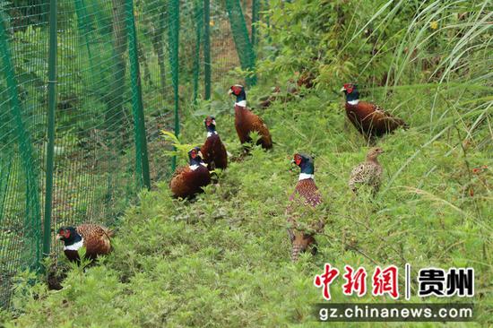 七星关区林下养殖的七彩山鸡 李金苗 摄